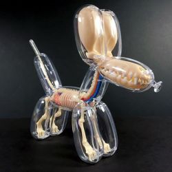 beautifulbizarremagazine:  Balloon  Dog anatomical model, designed by Jason Freeny, produced by Famemaster Toys  