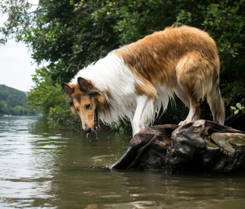 thefloofer-snooter:Lassie practice 
