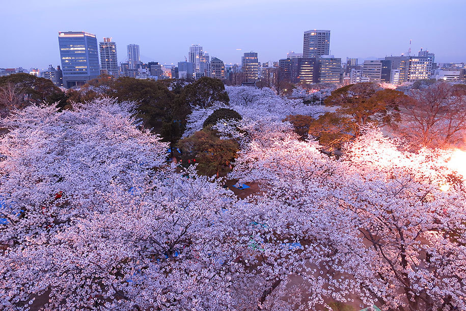 stories-yet-to-be-written:  The Best Pictures Of This Year’s Japanese Cherry Blossoms