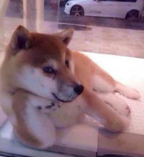 taeyhugs:shiba inu dogs moodboard ‼️