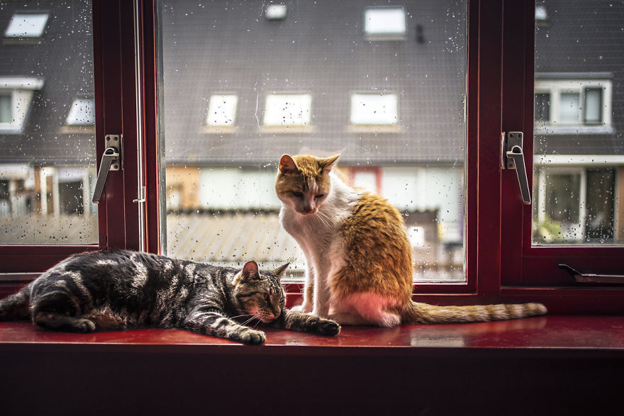culturenlifestyle:  Cute Cat Photography Staring Out the Rainy Scenery by Felicity