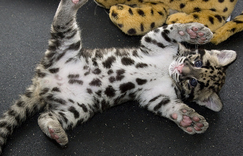 iquoterelatable:  baby animal posts daily
