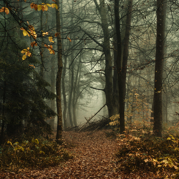  viα darkface: Dark Whisper by =Oer-Wout 
