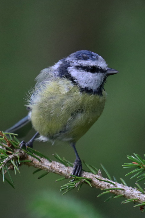 Blue tit/blåmes.