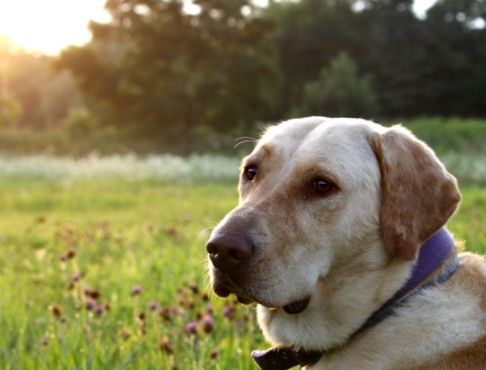 Katie in the grassy field