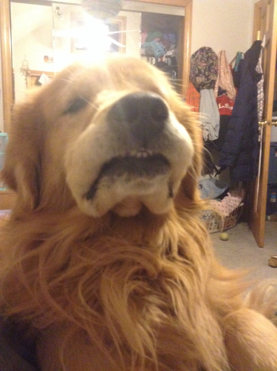 dogmaster420:sum good pics