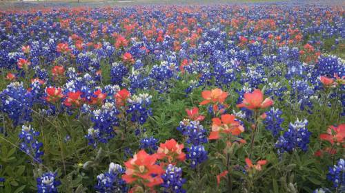 botanical-photography:Field of Bluebonnets &amp; Indian Paintbrushes in Austin, Tx Source: http: