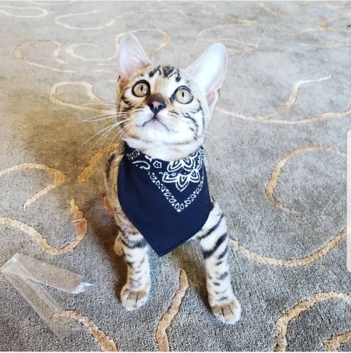 charliethebengal:Charlie received her first punk rock bandana today