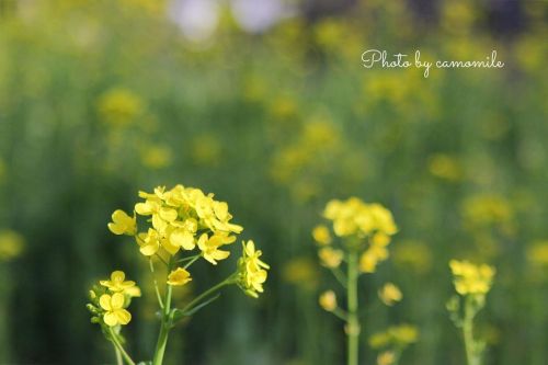 2022.3.2 水曜日 3月はやっぱりこの花！ 菜の花が咲いてるのを見ると 春は近いな〜って思いますね✨ #菜の花 #過去写真 #なのはなまつり #なのはなまつり2021 #はなまっぷ#水曜日だ