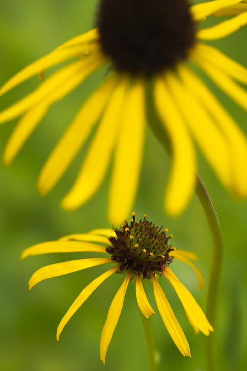 summer flowers