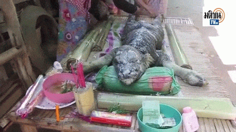 sixpenceee:  Bizarre Creature That Looks “Half-Crocodile-Half-Buffalo” Born In