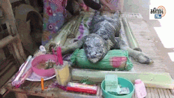 sixpenceee:  Bizarre Creature That Looks “Half-Crocodile-Half-Buffalo” Born In Thai VillageResidents of a remote village in Sisaket Province, Thailand, have been left in awe after a calf was born which appeared to be “half crocodile half buffalo.”Although