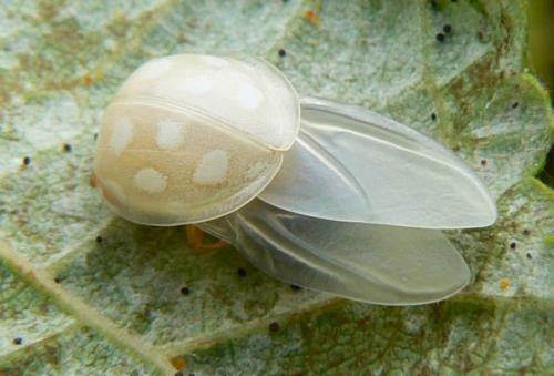 Albinos