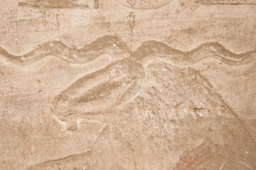 Relief of KhnumRelief depicting the Ram-headed god Khnum, detail of a wall carving from the Temple o