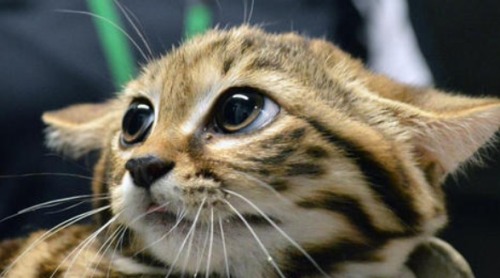 itsplanty: Black-Footed Kitten !!!! LOOK AT THAT FACE !!!!!