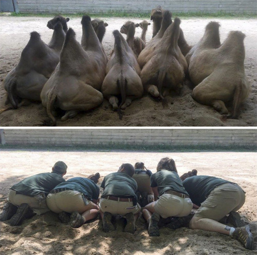 cockyhorror:catsbeaversandducks:What Happens When Zookeepers Have Too Much Time On Their HandsVia Bo