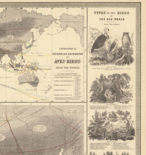 #Feathursday Check out these Types of Birds from the Old World and the New World! They come from a 1