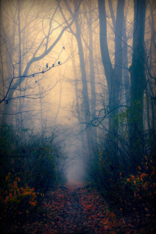 wowtastic-nature: Follow the Path by Allan Cabrera on 500px.com