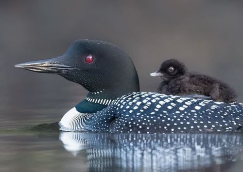 trashzy:Common Loon