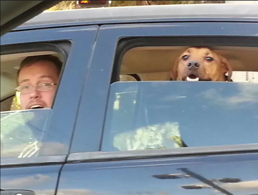 awwww-cute:   The moment my dog (and husband) realized I was in the car beside him