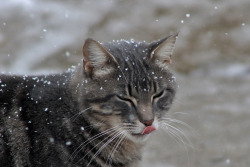 mostlycatsmostly:  Jack Frost nipping at
