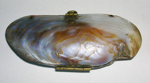 clotair: Shell purses became popularized in the nineteenth century when the Victorian love of the na