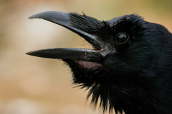 iheartcrows: (via Ravens Have Social Abilities