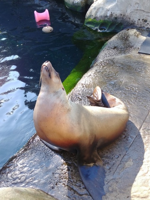 A very handsome sea lion.