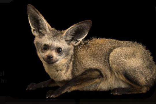biologyluv:Otocyon megalotisThe bat eared fox, native to south and east Africa, isn’t