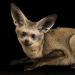 biologyluv:Otocyon megalotisThe bat eared fox, native to south and east Africa, isn’t