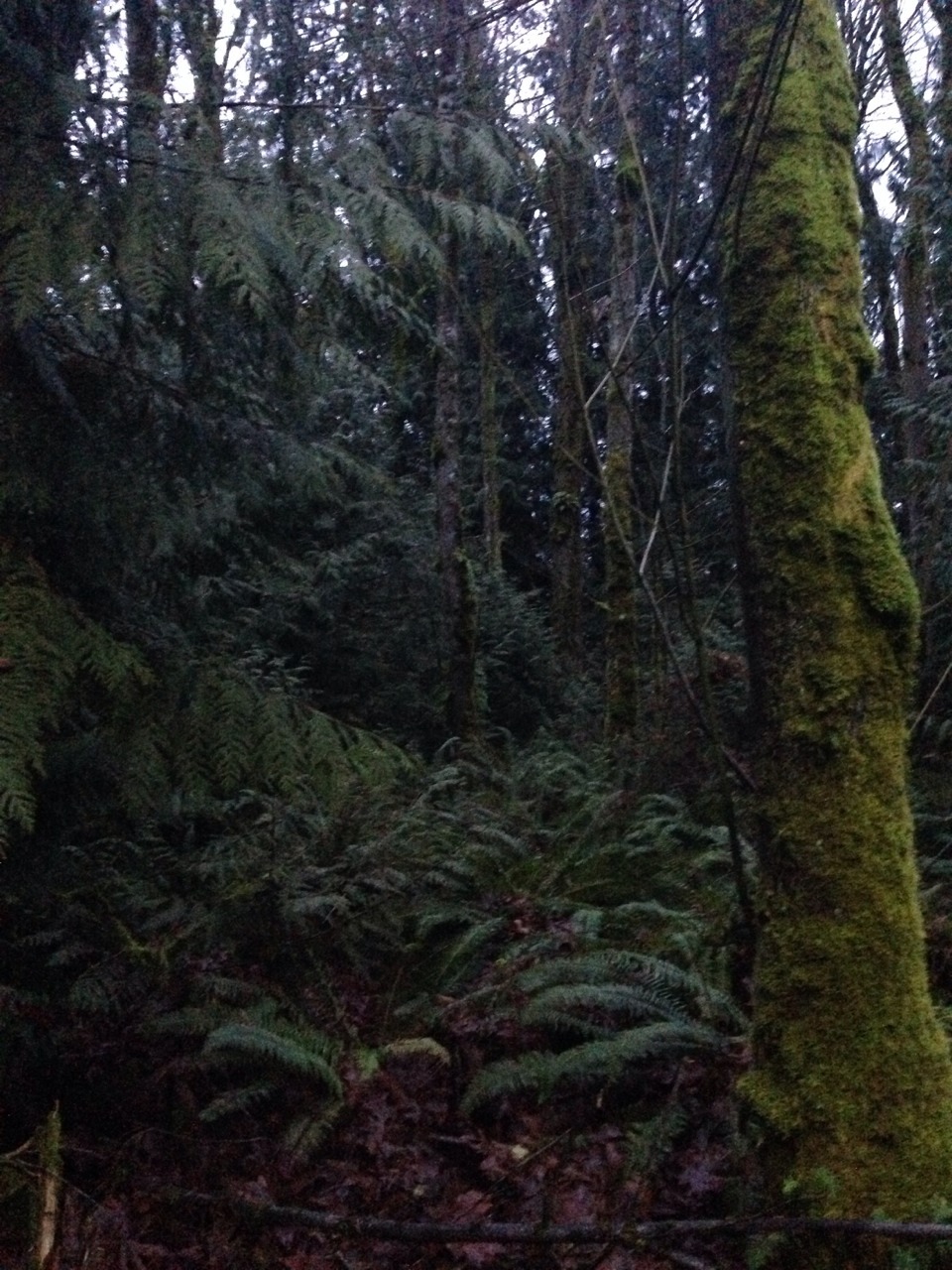 alt-j:  i went for a run and it was a lil spooky