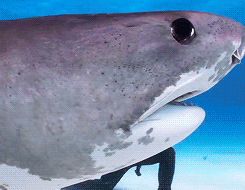 Tiger Sharks Of Tiger Beach