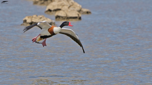 Shelduck - Tadorna (Tadorna tadorna)Vila Franca de Xira/Portugal (5/05/2022)[Nikon D500; AF-S Nikkor