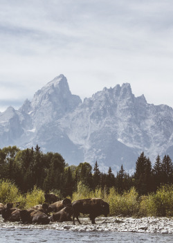 patagonia:  Buffalo in Grand Teton National Park. Photo: Scott Cochran  