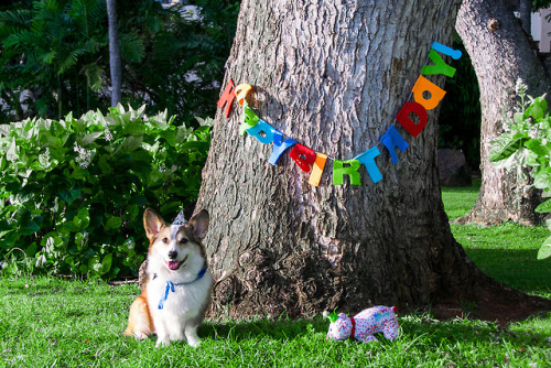 Today’s my birthday! I’m 6 years old and celebrated with a pawty in da park with my sisfur!