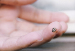 imperfectio:  Lady Bug by AV Compositions