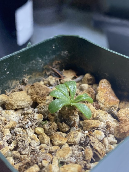 alex-grows-pomegranates:The winter growing babies have woken up!— Albuca concordiana (day 438)— Anot