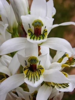 flowersgardenlove:  Orchid Beautiful 