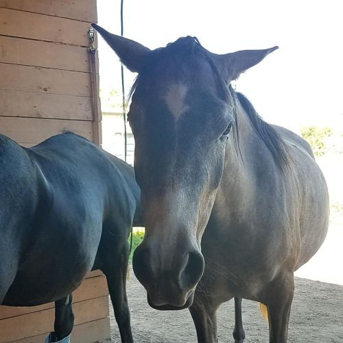 asilarabians:sandetigerr:I’m not convinced that I don’t actually own a donkey 2018 GM DV PRECIOUS GA