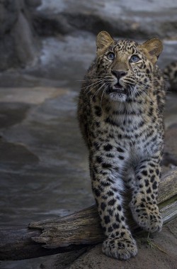 funkysafari:  Amur Leopard by Official