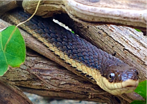 A queen snake at Sycamore Creek a few months ago.