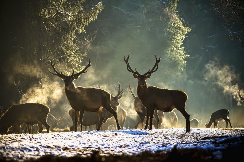 darkface:  (via 500px / The Guardians by Iulian Stănescu) 