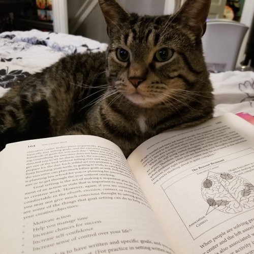 sherlock-and-niko:Studying with Niko