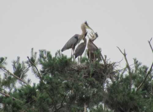 I didn’t get any landscape pictures like I like to do on Wednesdays but I did get out to see a heron