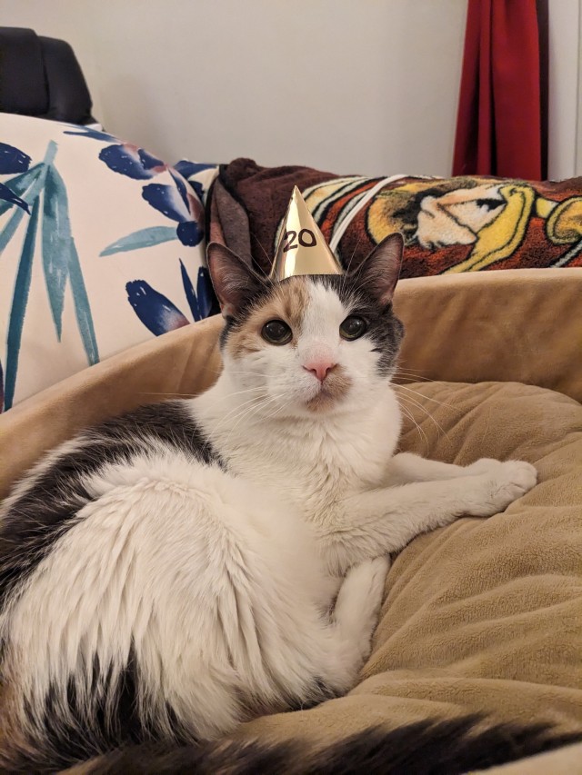 raventhekittycat:dakt37:dakt37:Hey, if you’re a minor and you’re following my blog, I just need you to be aware: You have been on this earth for fewer years than my cat has.She turns 20 this week, everyone please say happy birthday 🥳💖Update!