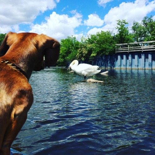 Swan friend? #theswansaremyfriends #spaceboots #ronswanson #huronriver #annarbor #kayaking #galluppa