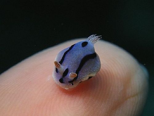 This teeny-tiny lil guy (that is just the very tip of a finger he is sitting on), looks exactly like