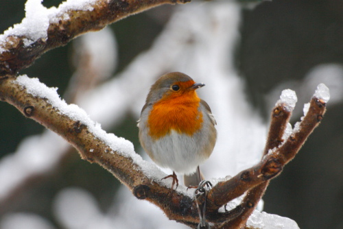 nubbsgalore:precious lil robin bird balls in winter. photos by kevin denham, roeselien raymond, andr