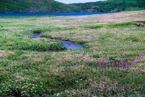 fuckyeahjapanandkorea:  Alpine plant by shinichiro*  