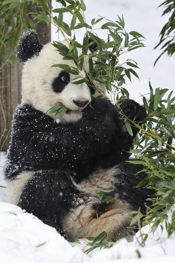 wolverxne:  Perfect Panda World - by: (Josef Gelernter) 